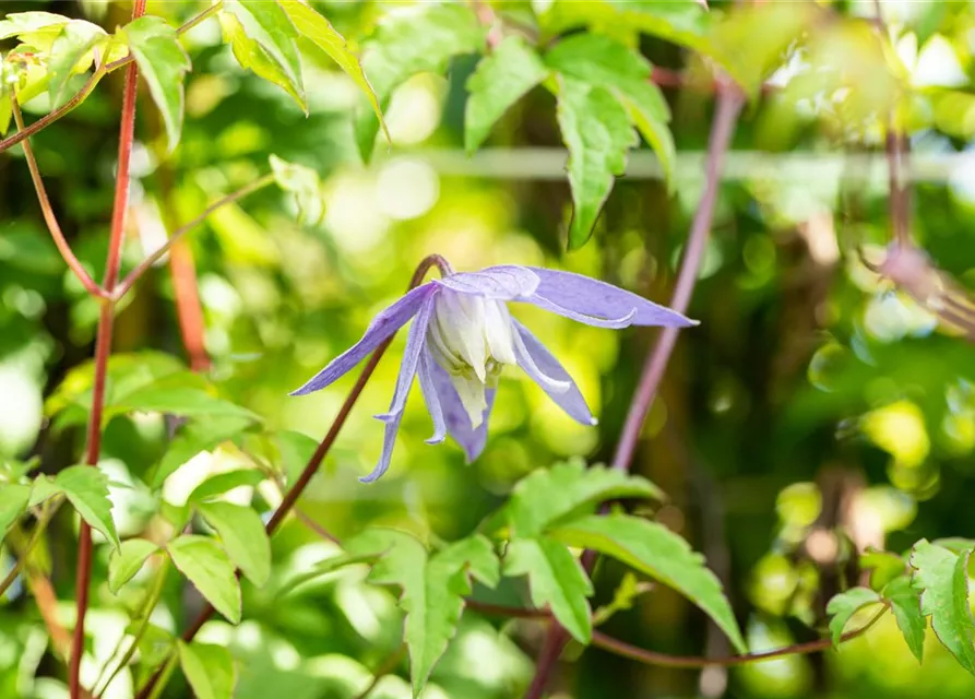 Clematis alpina