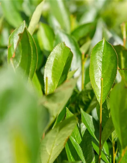 Aronia x prunifolia 'Nero'