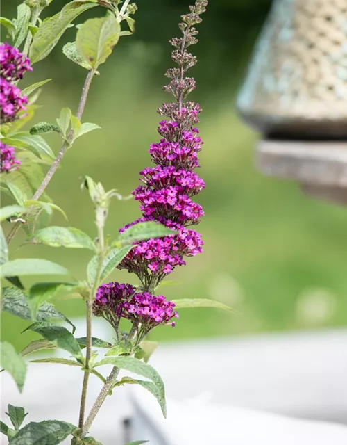 Buddleja davidii 'Summer Kids'®