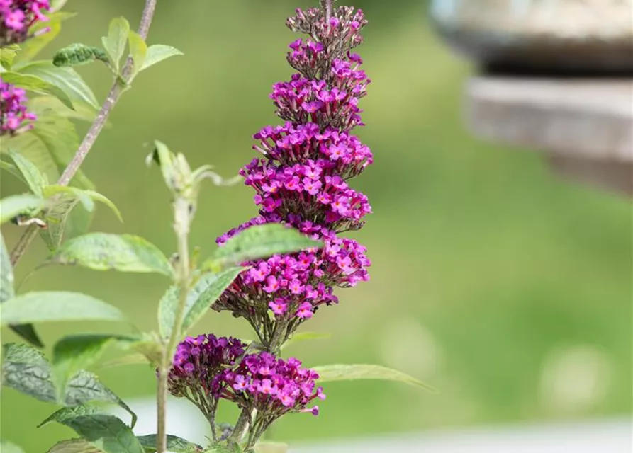 Buddleja davidii 'Summer Kids'®