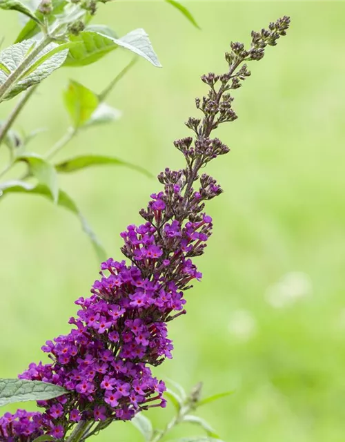 Buddleja davidii 'Summer Kids'®