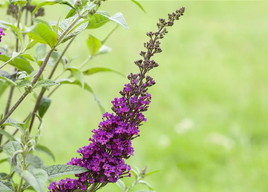 Buddleja davidii 'Summer Kids'®