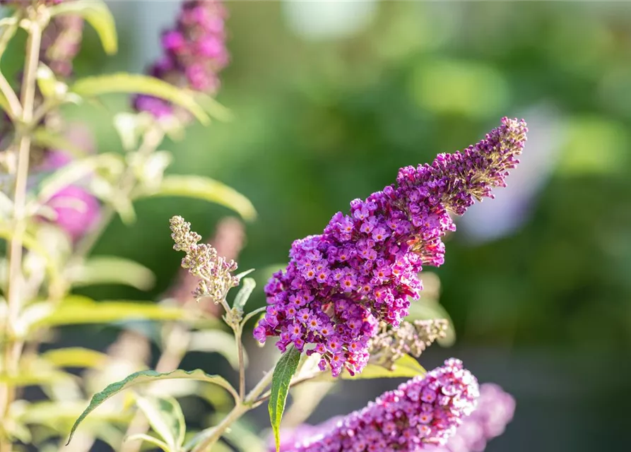 Buddleja davidii 'Summer Kids'®