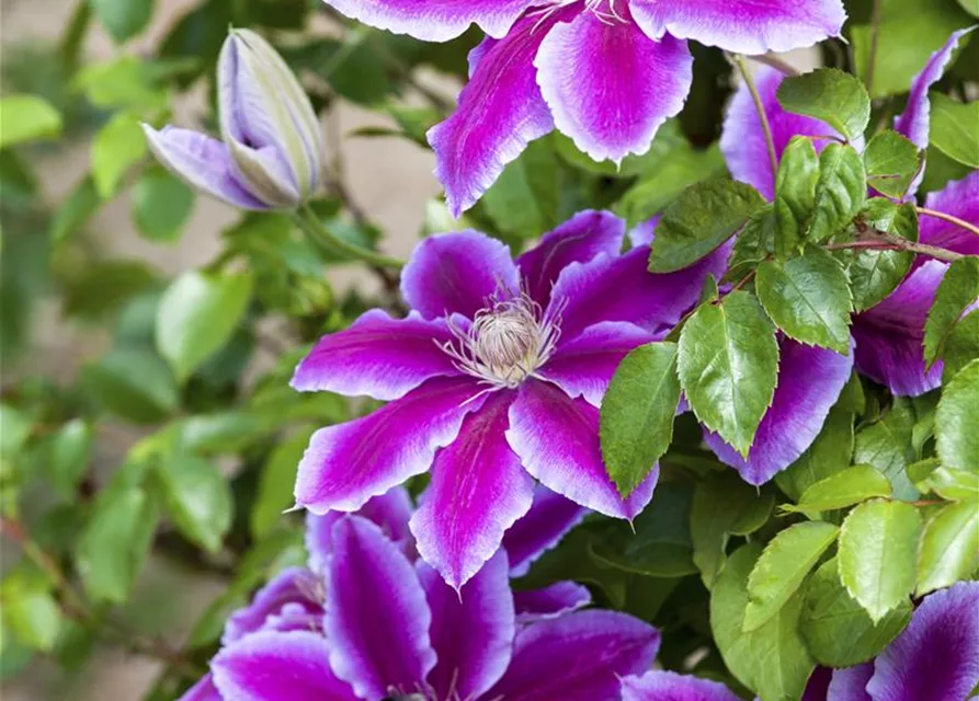 Clematis Hybride