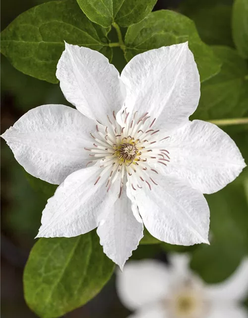 Clematis Hybride