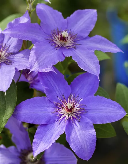 Clematis Hybride