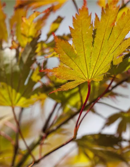 Acer palmatum