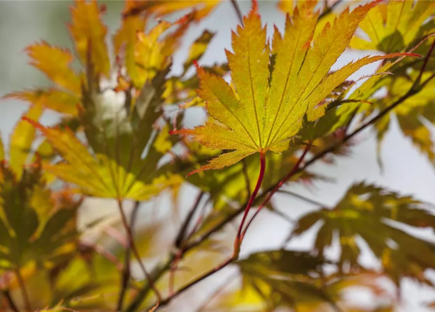 Acer palmatum