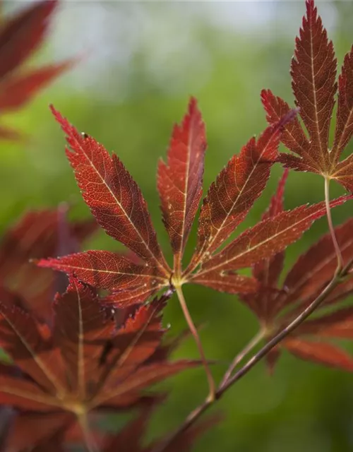 Acer palmatum