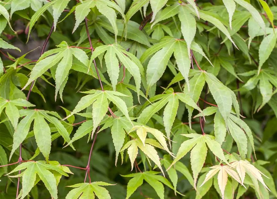 Acer palmatum