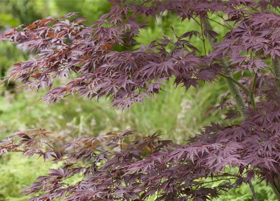 Acer palmatum