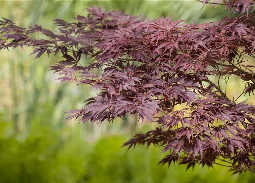 Acer palmatum