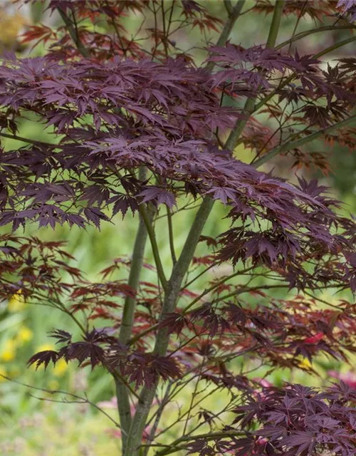 Acer palmatum