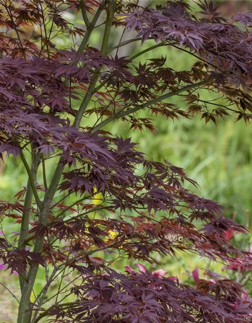 Acer palmatum