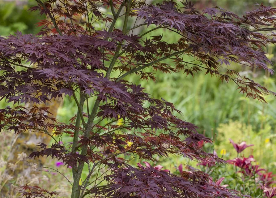 Acer palmatum