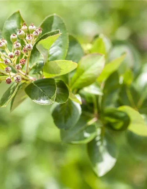 Aronia x prunifolia 'Viking'