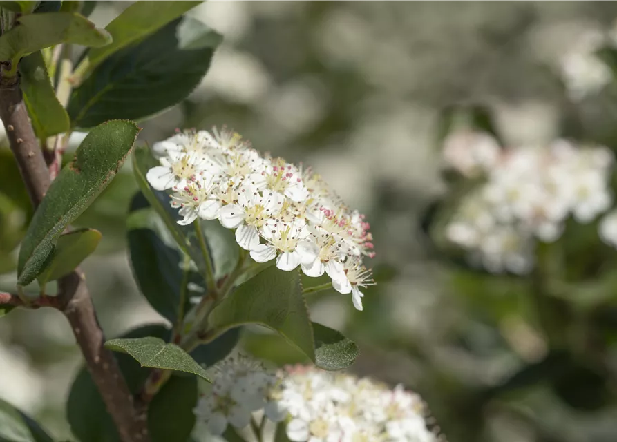 Aronia x prunifolia 'Viking'