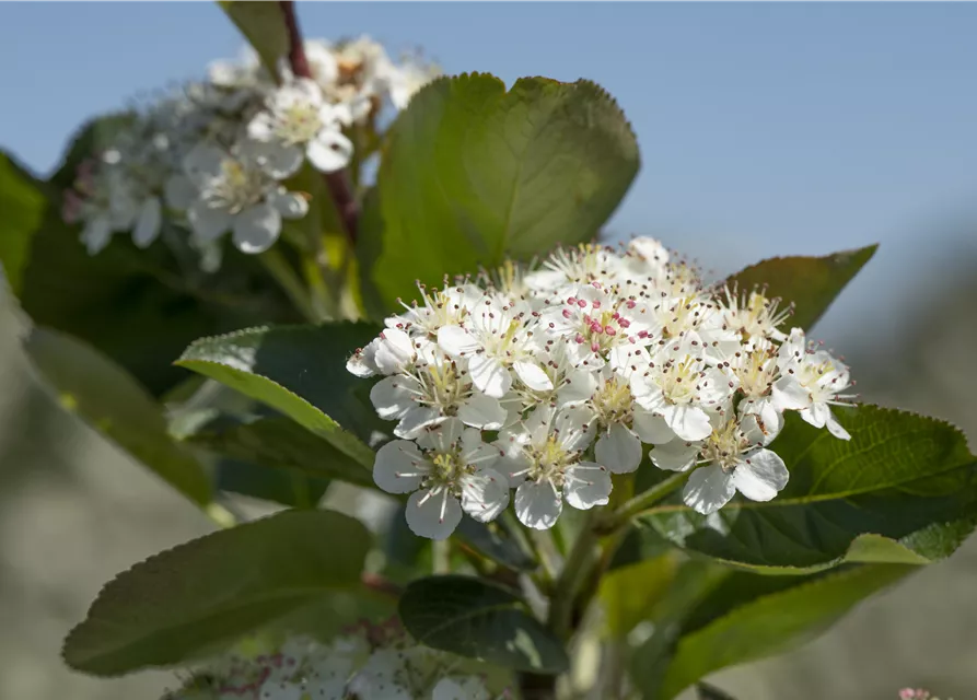 Aronia x prunifolia 'Viking'