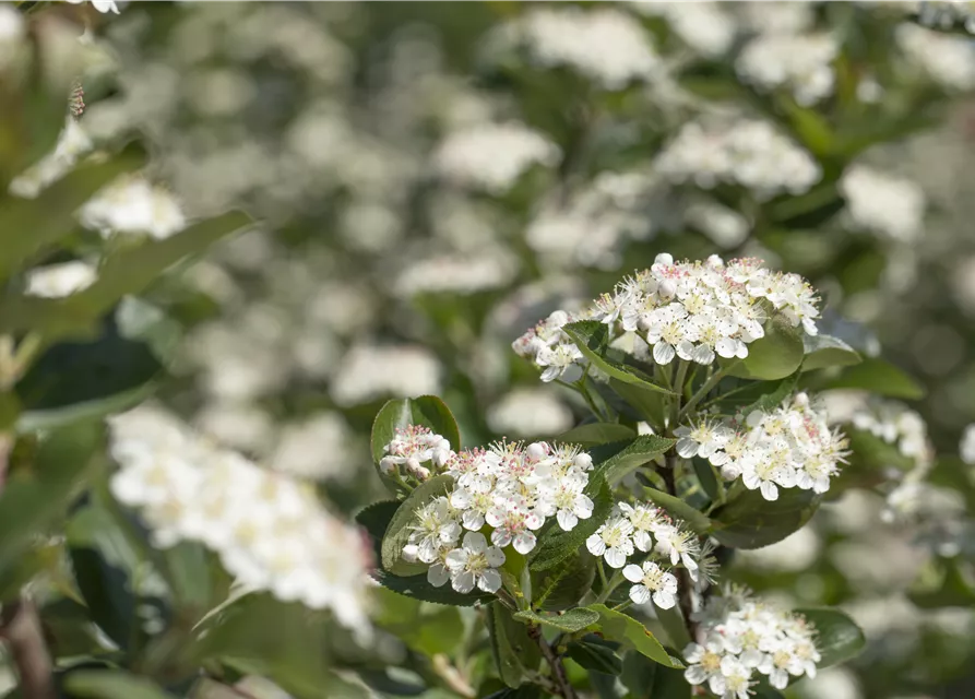 Aronia x prunifolia 'Viking'