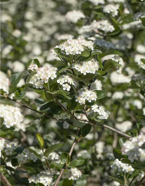 Aronia x prunifolia 'Viking'