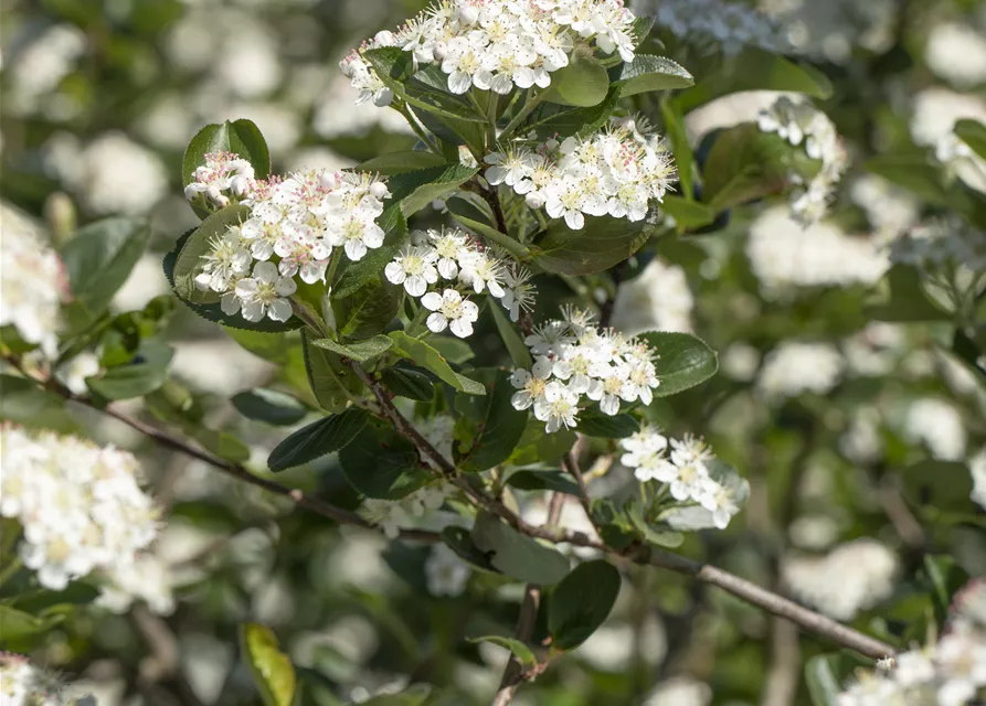 Aronia x prunifolia 'Viking'