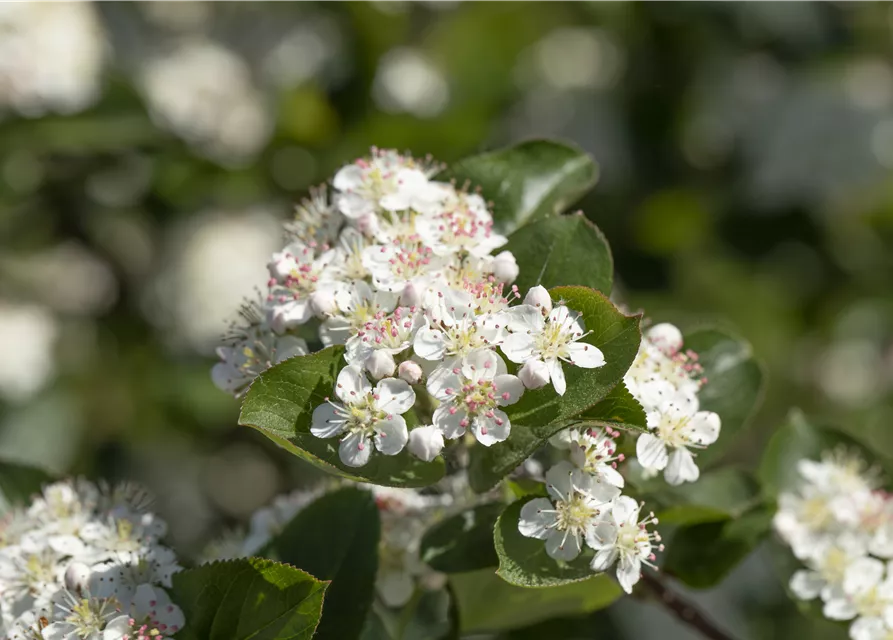 Aronia x prunifolia 'Viking'