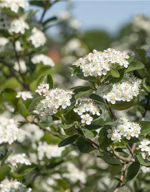 Aronia x prunifolia 'Viking'