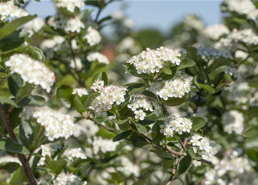 Aronia x prunifolia 'Viking'