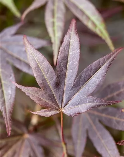 Acer palmatum 'Atropurpureum'