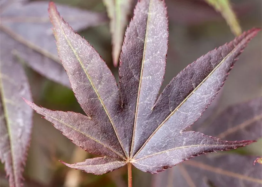 Acer palmatum 'Atropurpureum'