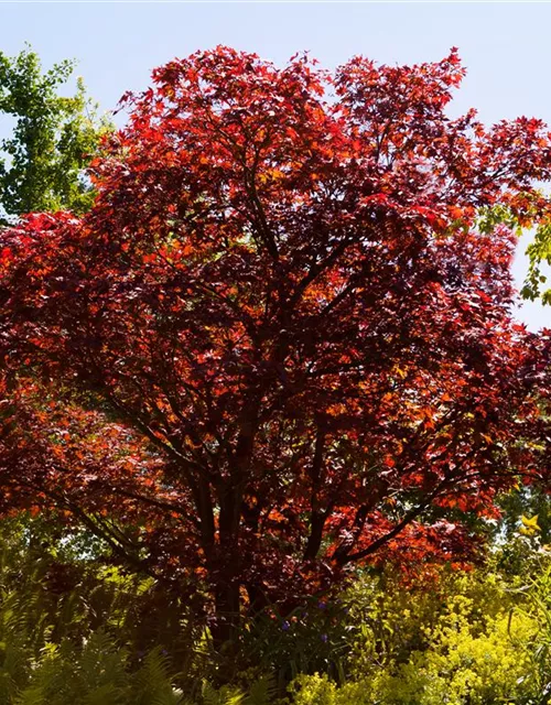 Acer palmatum 'Atropurpureum'