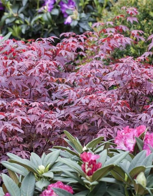 Acer palmatum 'Atropurpureum'