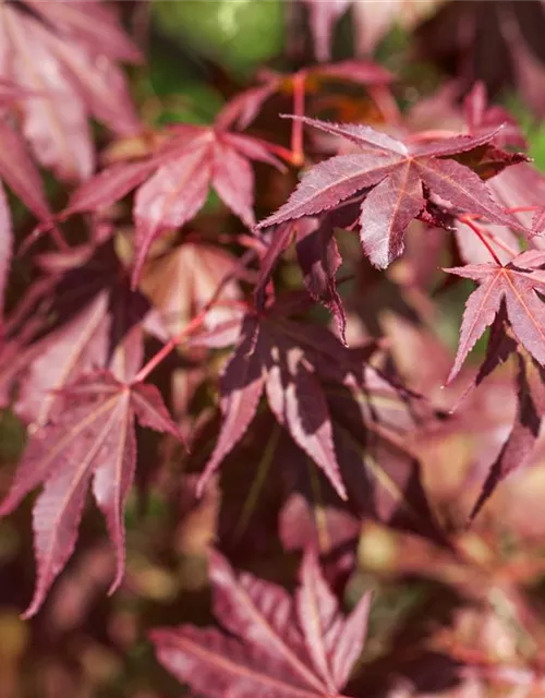 Acer palmatum 'Atropurpureum'