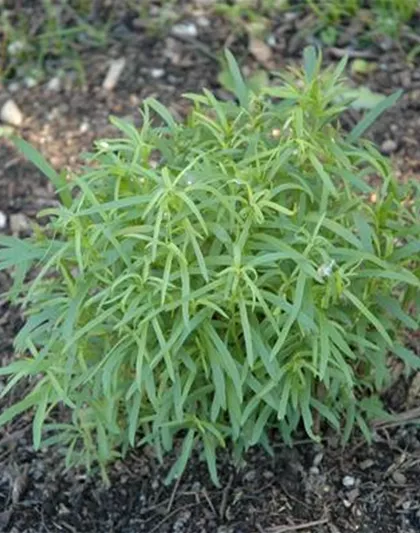 Artemisia dracunculus