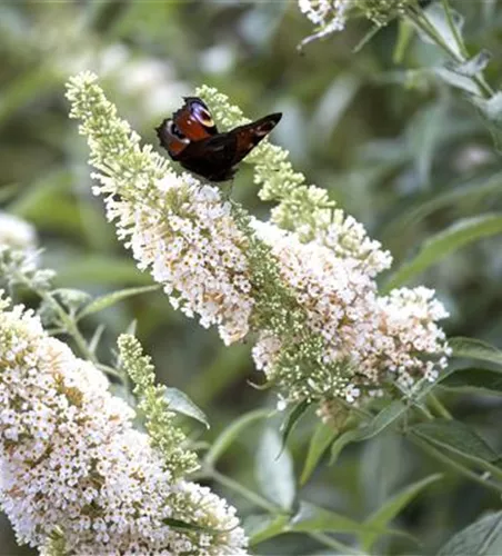 Buddleja davidii 'White Profusion'