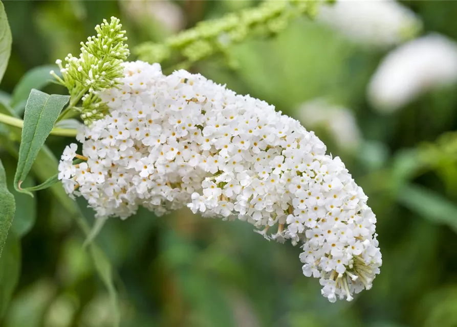 Buddleja davidii