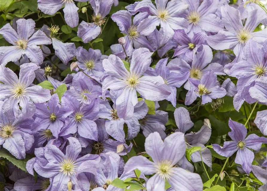 Clematis viticella