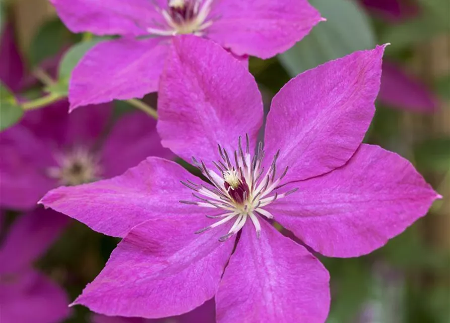 Clematis viticella