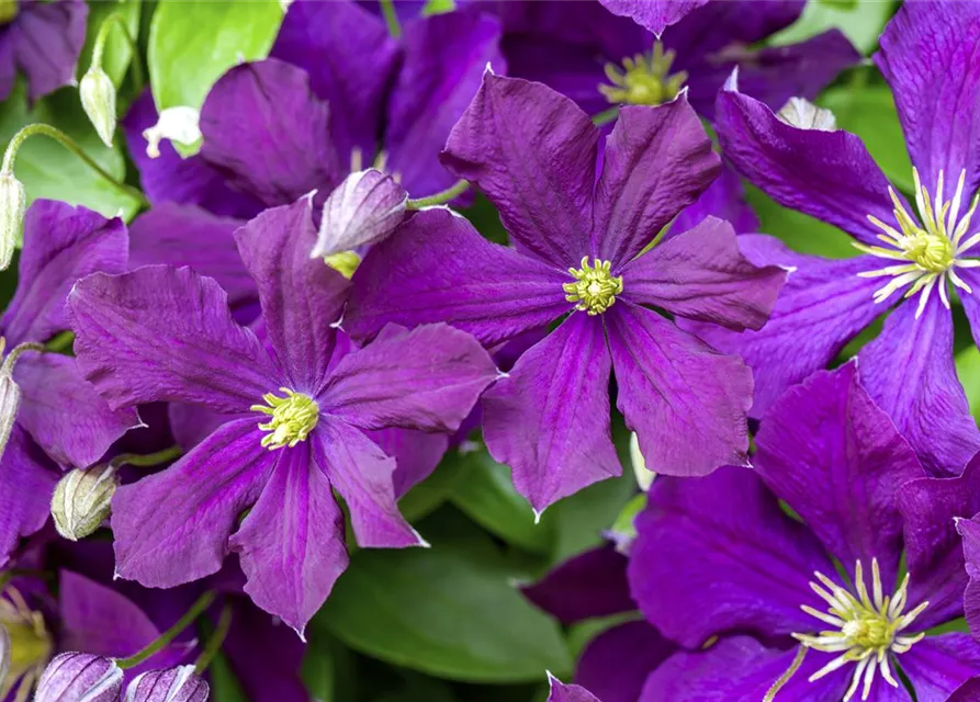 Clematis viticella