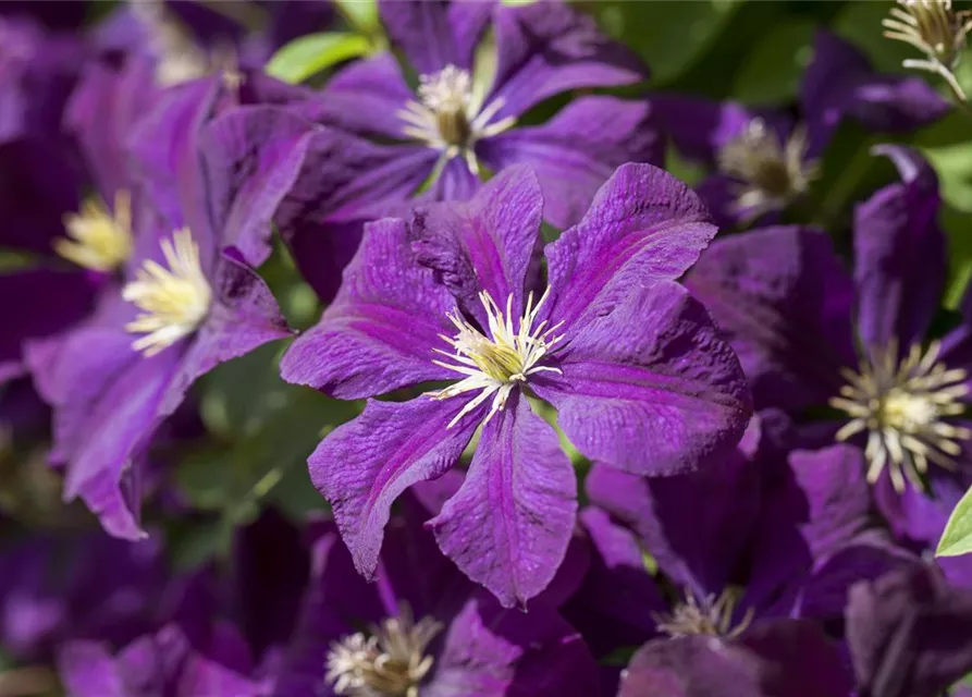 Clematis viticella