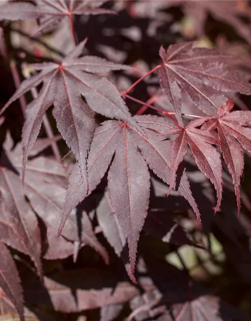 Acer palmatum 'Bloodgood'