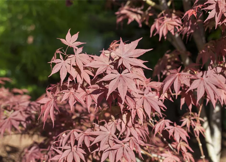 Acer palmatum 'Bloodgood'