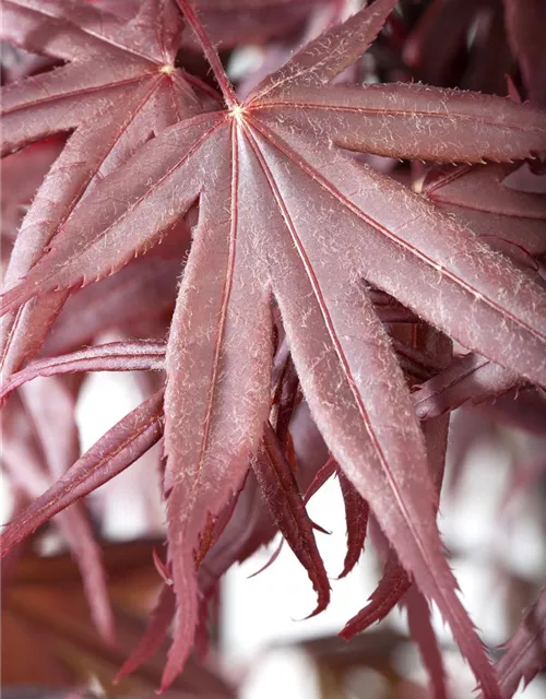 Acer palmatum 'Bloodgood'