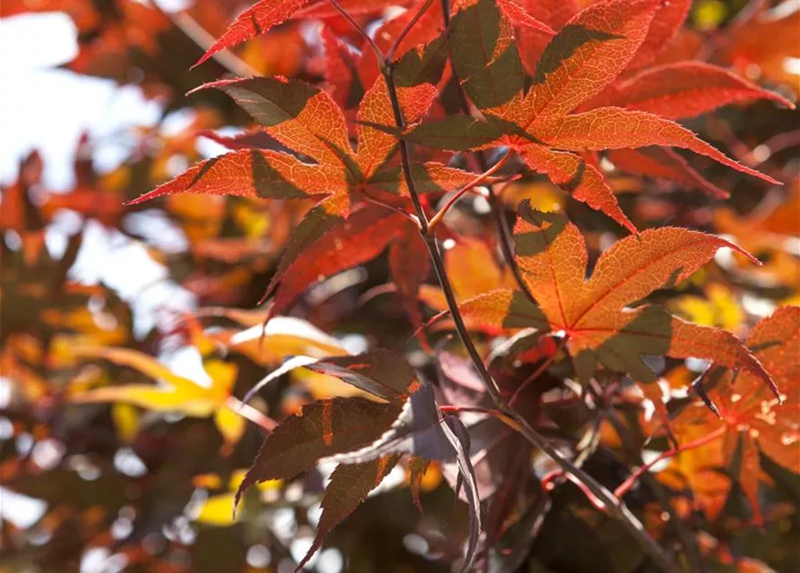 Acer palmatum 'Bloodgood'