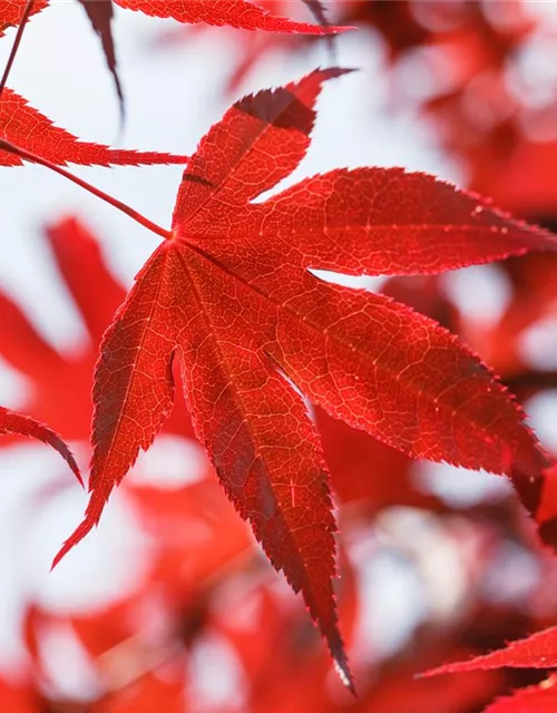 Acer palmatum 'Bloodgood'