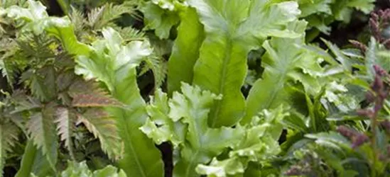 Asplenium scolopendrium