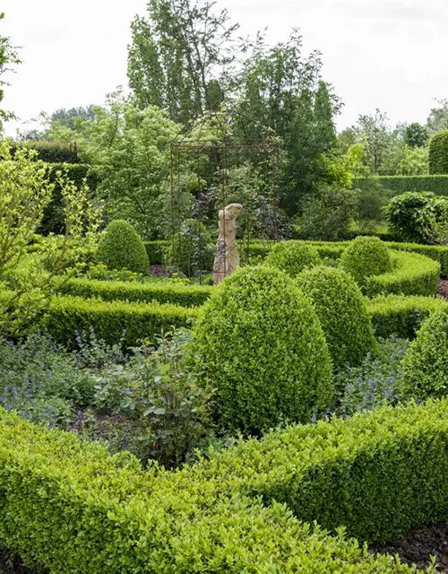 Buxus sempervirens