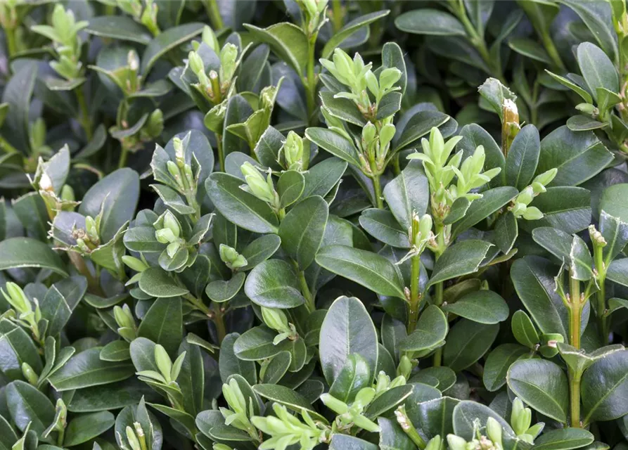 Buxus sempervirens