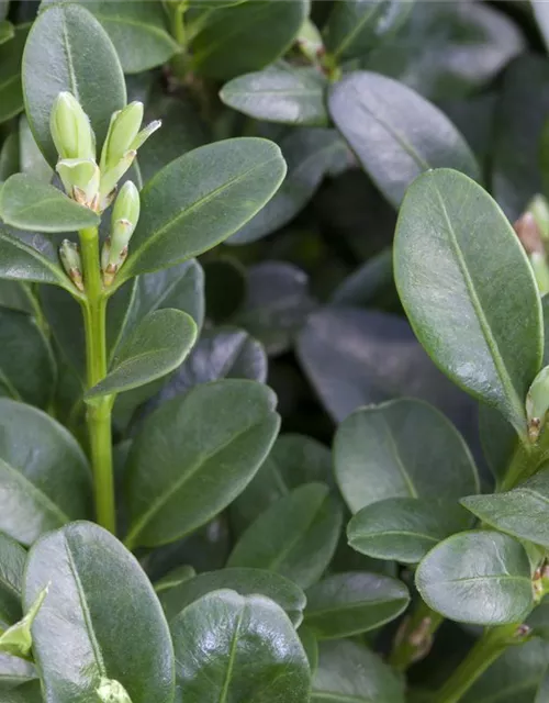 Buxus sempervirens