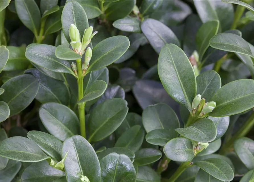 Buxus sempervirens